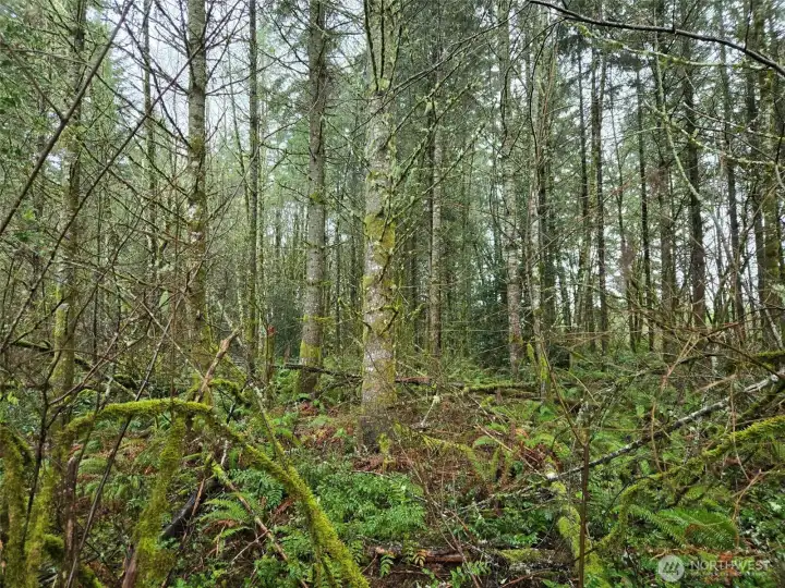 Mature conifer and hardwoods.