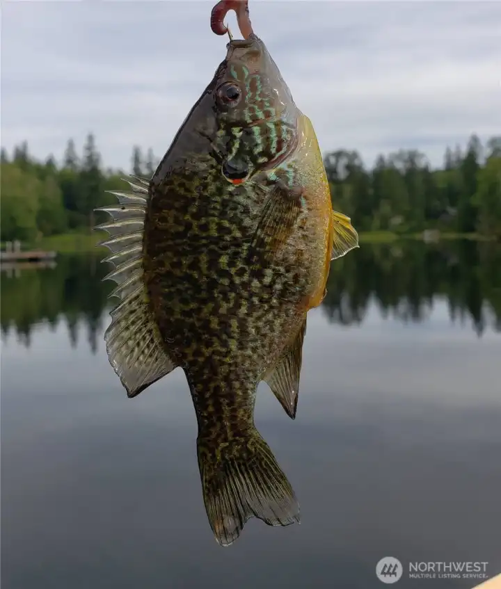 Stocked lake! Fish for Rainbow Trout, Cutthroat Trout and Pumpkinseed Sunfish.