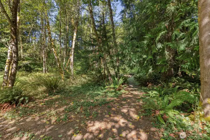 Secret forest paths to explore....