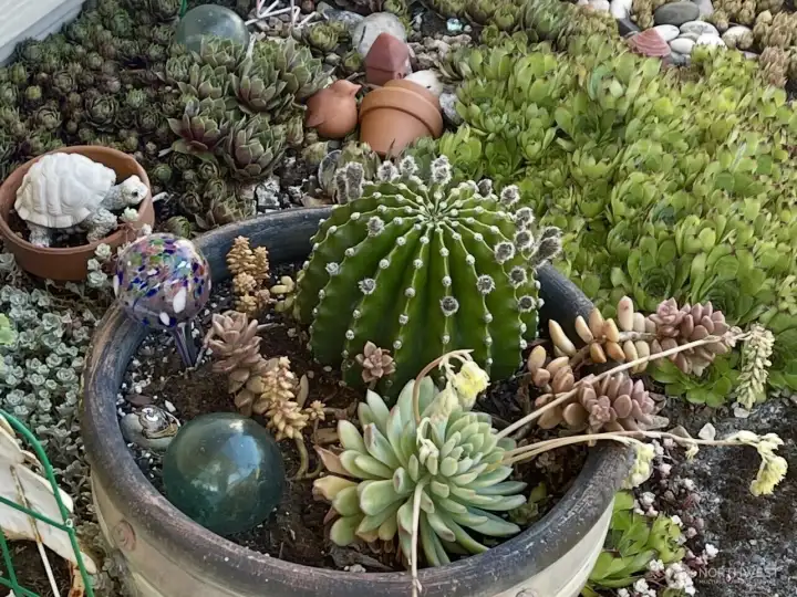 Drought resistant landscaping