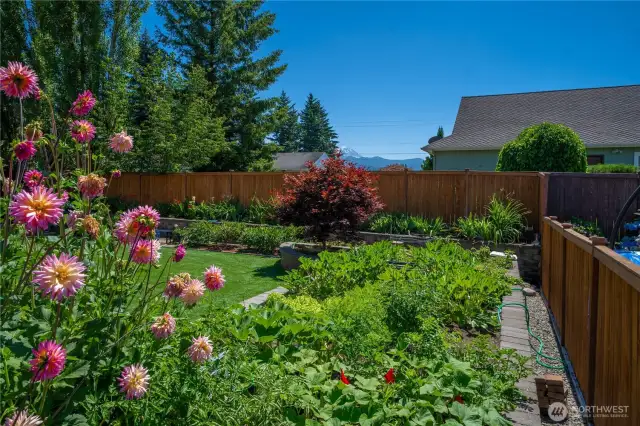 Sneak a peek of Mt Rainer when working in the garden or cutting flowers.