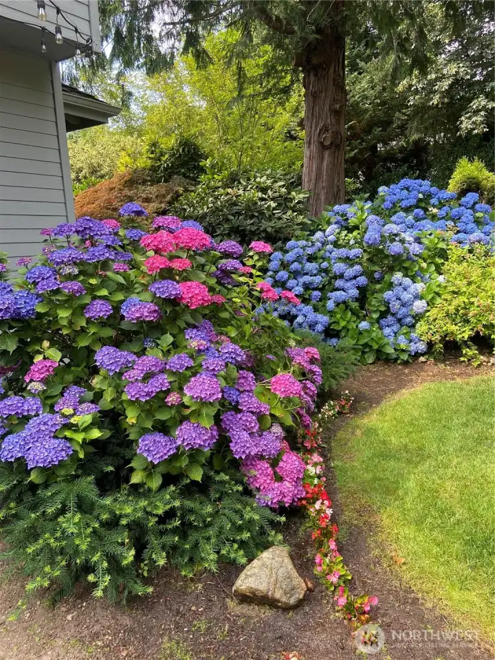 Lush garden beds with colorful hydrangeas bloom in warmer months