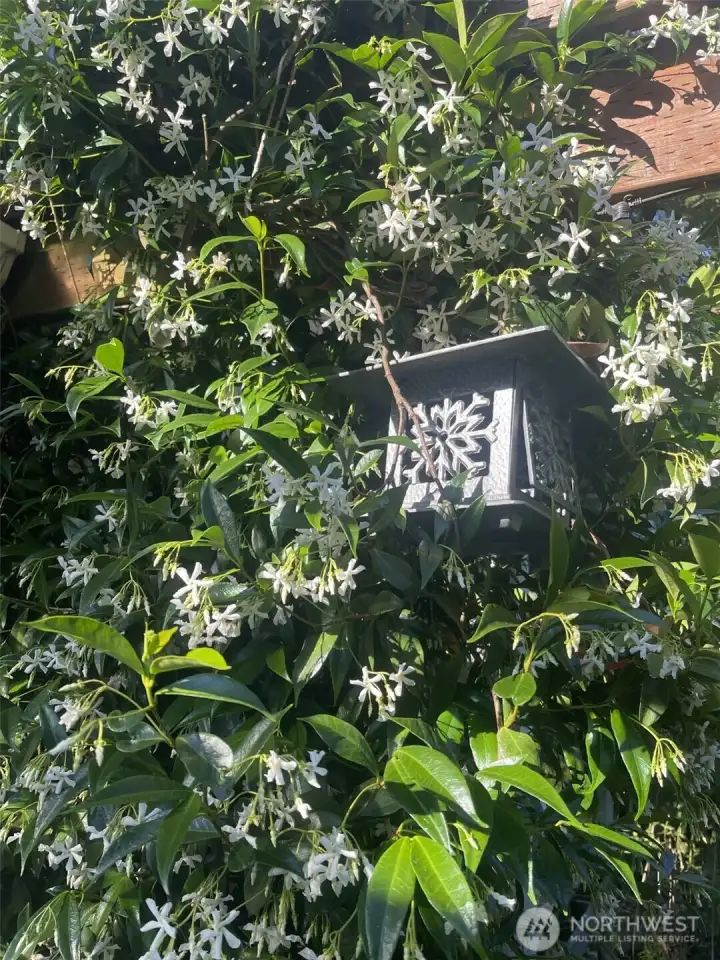 Amazing and fragrant Jasmine in covered outdoor dining area