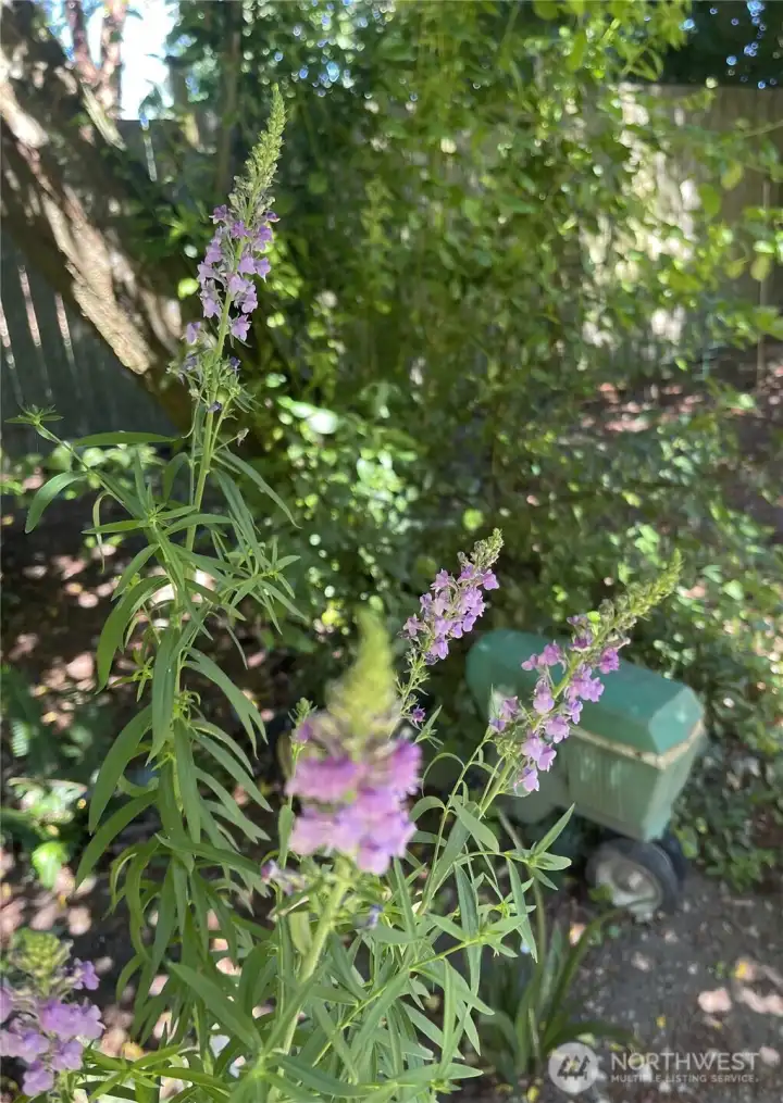Backyard filled with flowering perennials and lovely shrubs and trees.