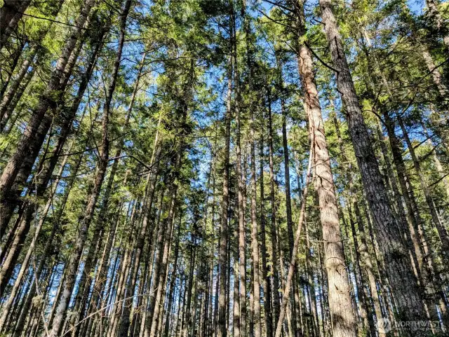 Very nice mature trees.