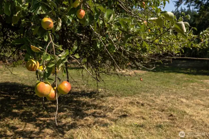 One of the many apple trees in the old orchard. Trees of various varieties of pears, plums, cherries, apples and nuts have been maintained through the decades.