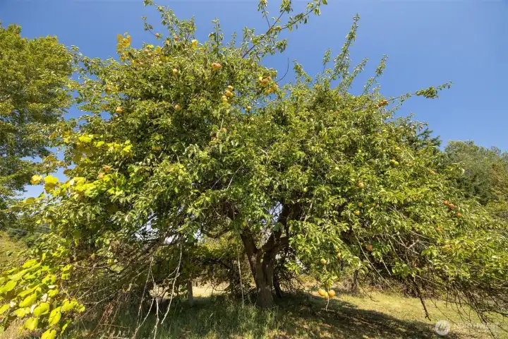 One of a number of apple trees in the orchard. There are grapes, too.