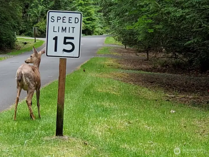 Our speed limit is SLOW to assure safety of all residents.