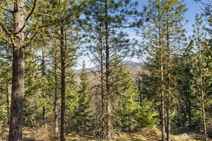 Back of homesite setting