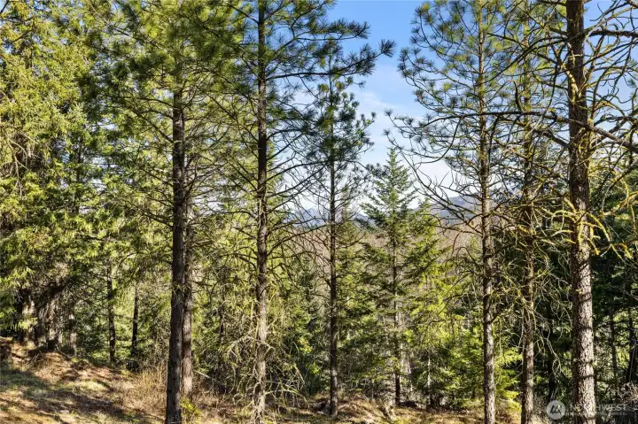 Back of homesite setting