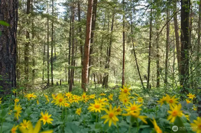 Arnica flowers blanket the forest here in early spring.
