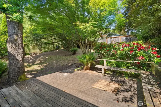 Lots of space and mature landscaping in back yard.