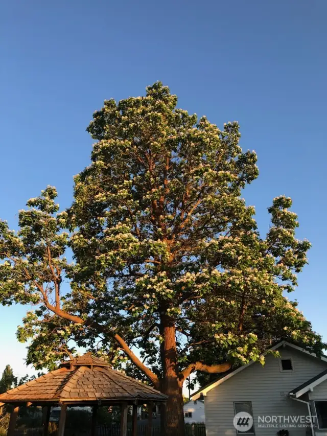 Catalpa in full bloom