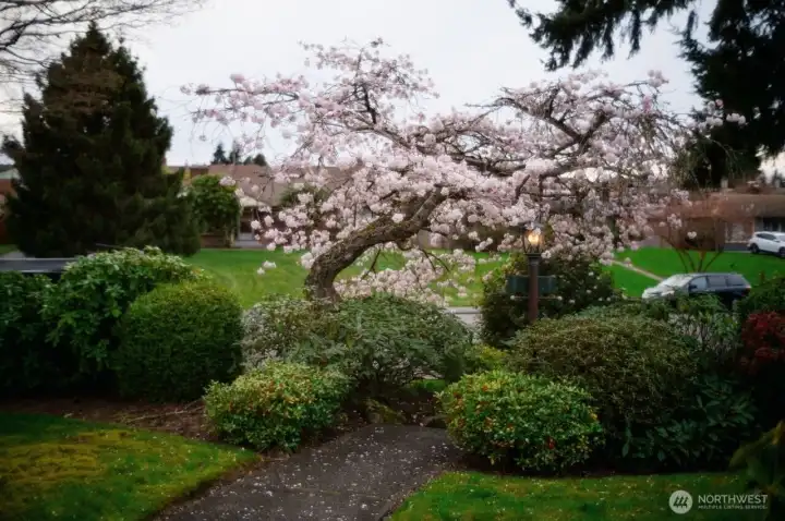 The cherry tree last spring