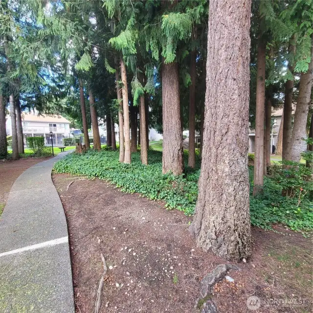 Another walkway, treed view toward pool area.