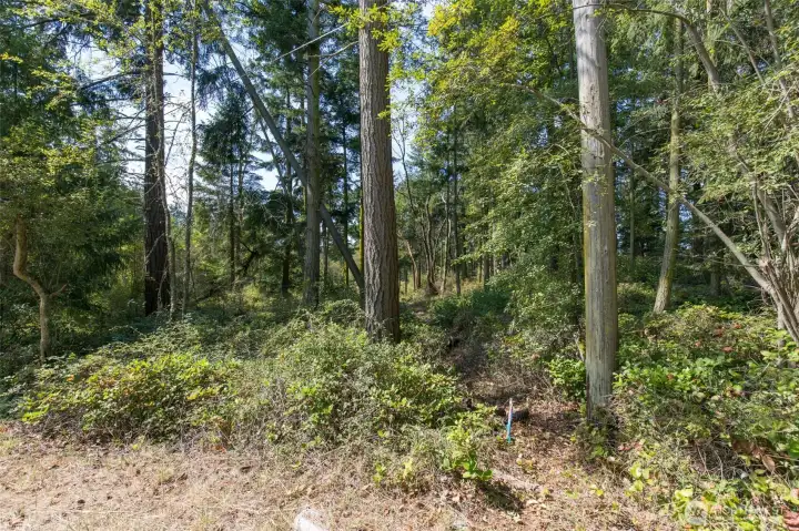 The northern property line on the Discovery Road side.