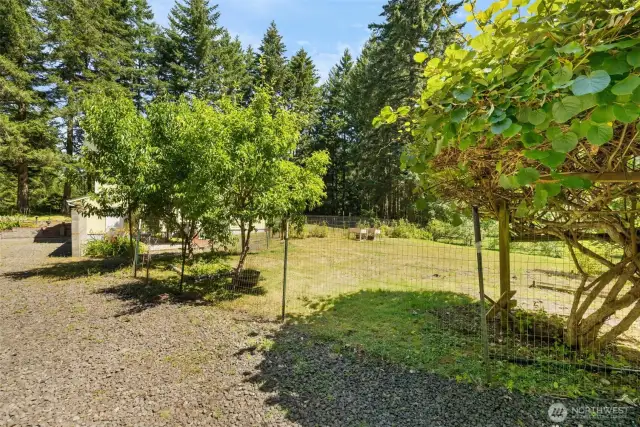 A fenced fruit tree area keeps the garden safe from curious wildlife, with a gravel path leading the way to this little slice of abundance.