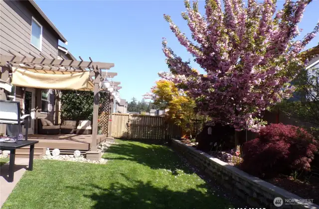 beautiful backyard