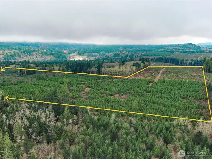 View of the current tree farm facing to the South.  Mount Walker is obscured by the clouds.