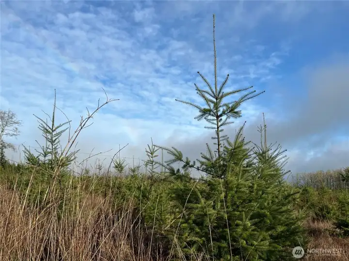 The Douglas fir grow very fast in this great soil. The spike at the top of the tree, shows this years growth. Nearly 3 feet !