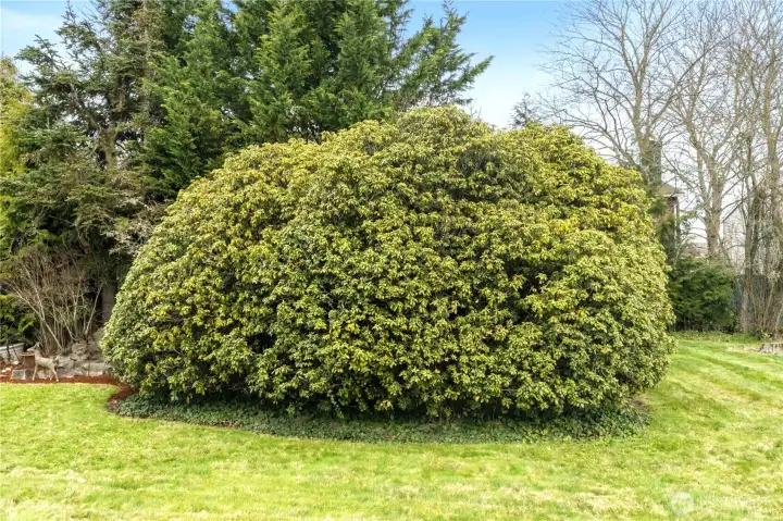 This is the HUGE RHODENDRUM previously noted. Just imagine all the blooming flowers for your to cherish