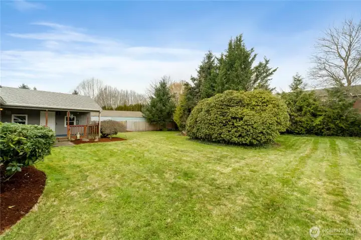 Side view of back yard looking to covered patio and large Rhody on the right