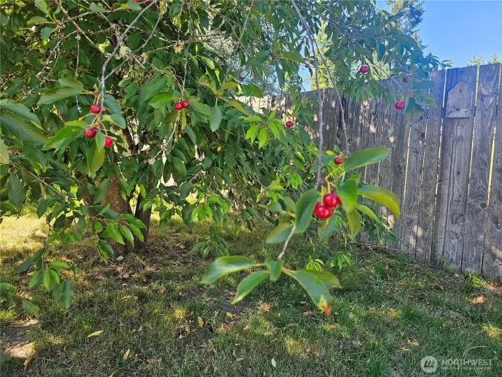 Cherry and apple trees Cherry and apple trees