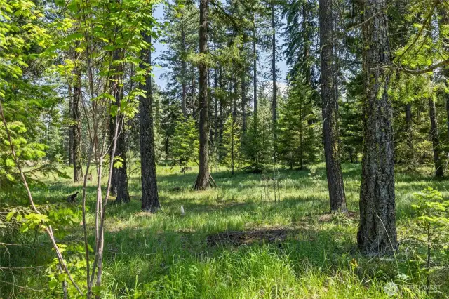 Forested Backyard through to Trail