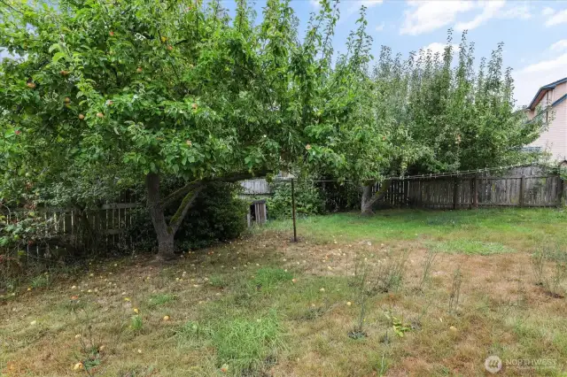Apple tree is almost ready!