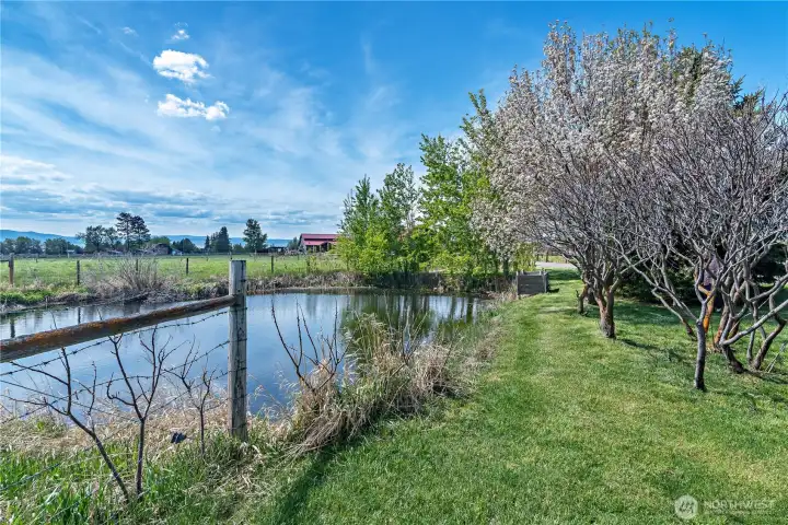 Pond