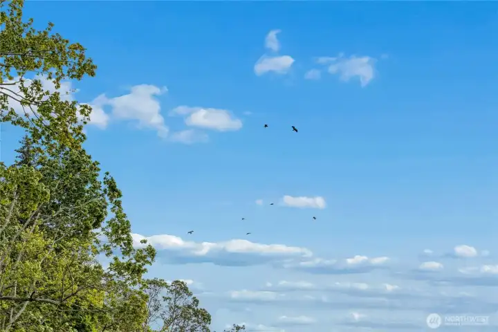 Yep, those are all Eagles Yep, those are all Eagles