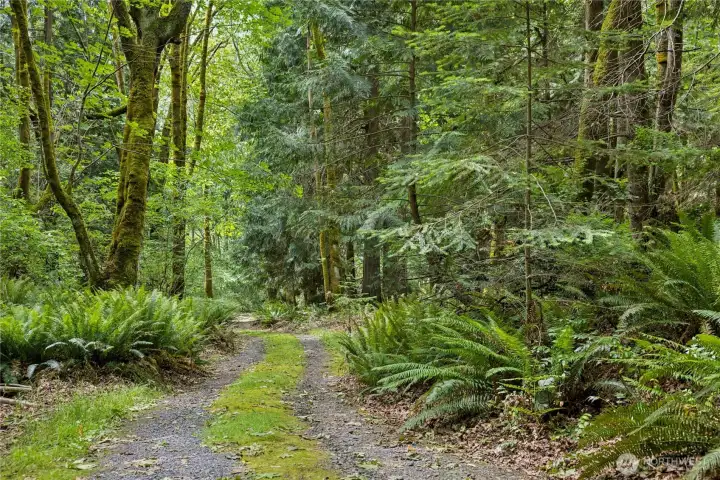 looking up the shared road from the driveway; beautiful forest with ferns, firs, Cedars, Madrona's etc. looking up the shared road from the driveway; beautiful forest with ferns, firs, Cedars, Madrona's etc.