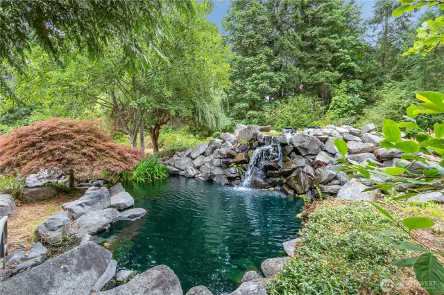 Beautiful Koi pond with waterfall.