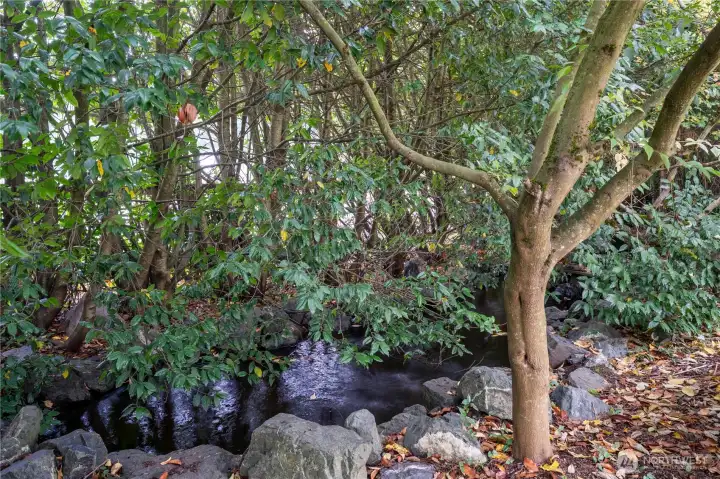 Koi pond