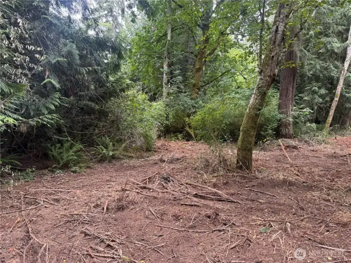 Lower SE Corner of Property