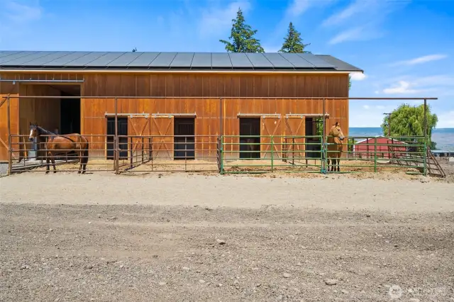 4 12x12 Matted Horse stalls with 30 ft. paddocks