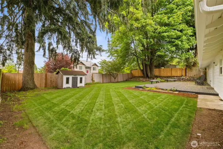 Backyard