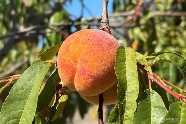 Enjoy juicy peaches, fresh-picked raspberries, and a garden bursting with blooms