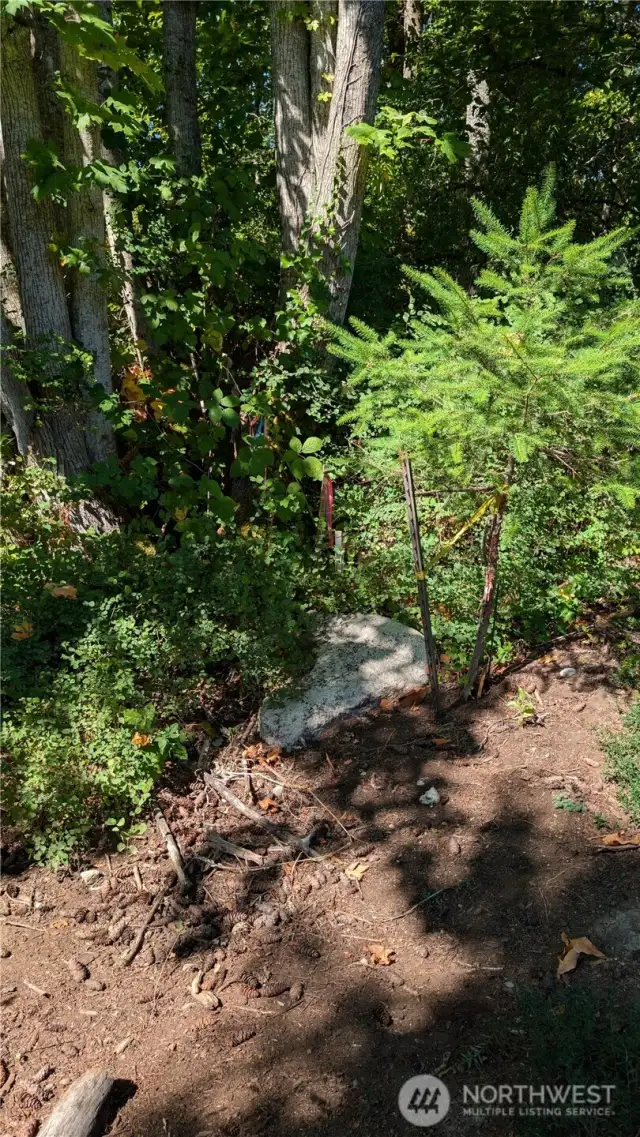 Property was surveyed and lines marked