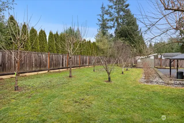 Fruit Trees and in Back Yard