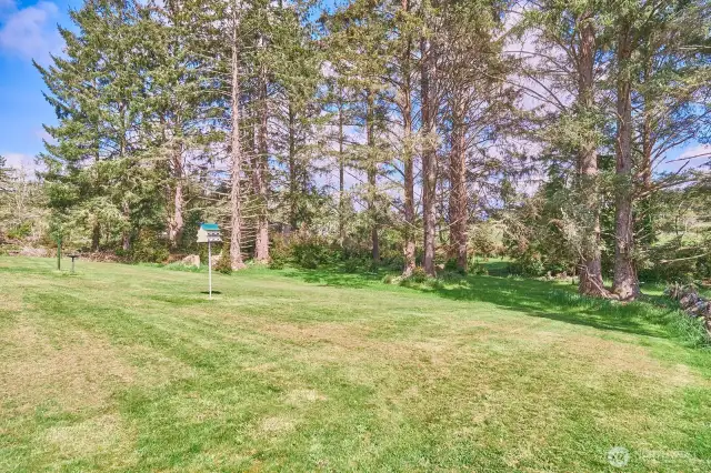 The east side of the lot has large fir trees, making it a bird haven