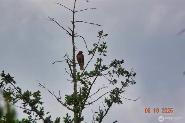 lots of wildlife