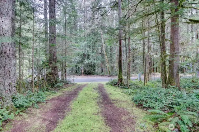 Gorgeous trees on both sides of the driveway