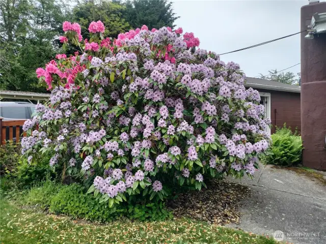 Beautiful mature Rhododendron as you enter the kitchen stairway.