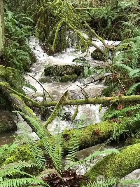 Tiger Mountain Trail is just a 5 minute walk
