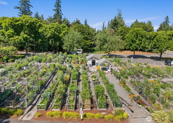 Pea Patch for your green thumb
