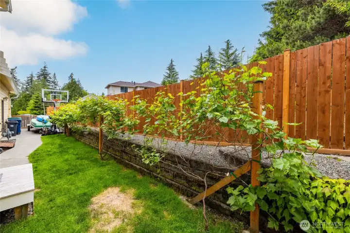 Grape arbor.