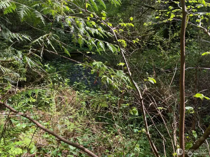 Creek in the back of the property.