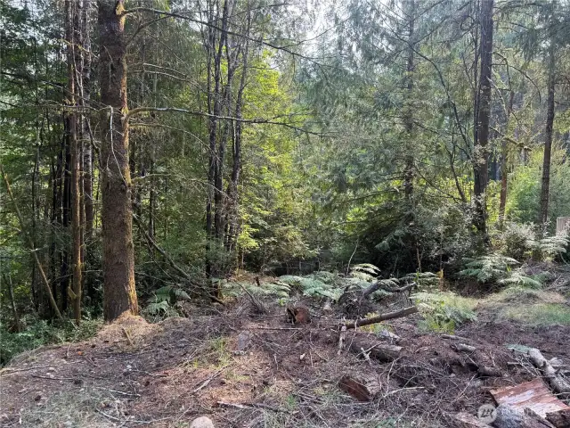 Lightly treed and slopes down in the back of the property.