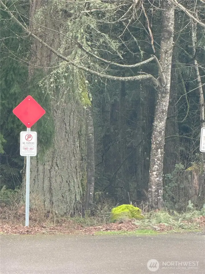 Head to the top of Champion Dr SW, and look for the entrance path the leads into acres of the expansive and beautiful Millersylvania state park that offers camping or day usage.